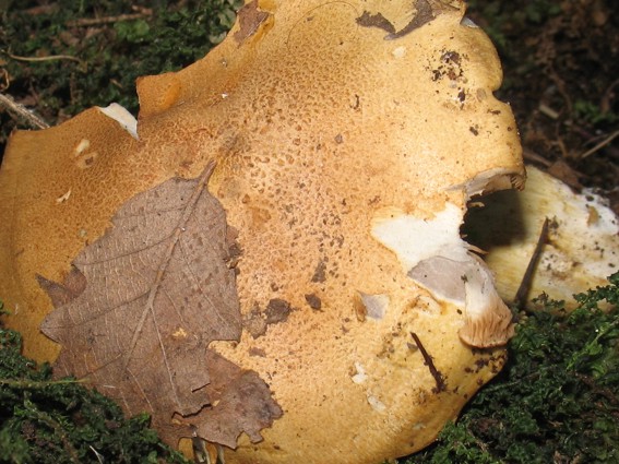 Cortinarius ochropallidus?